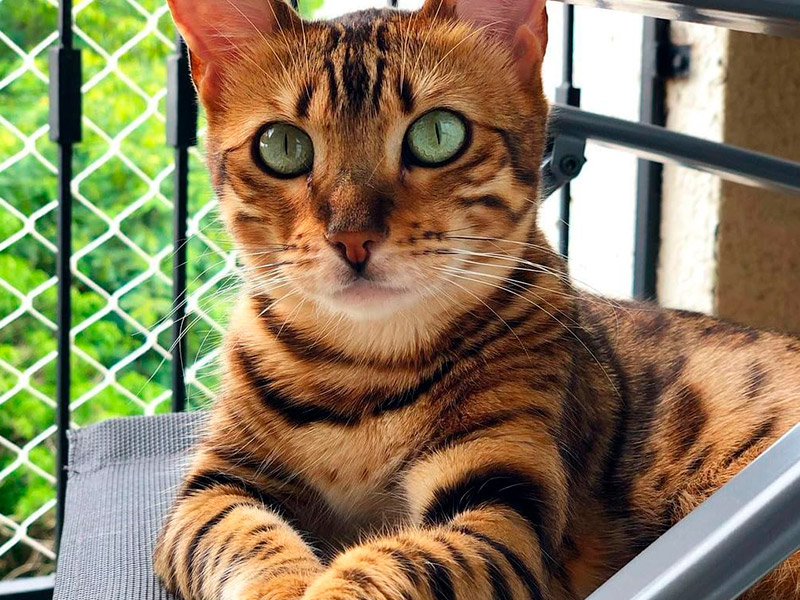 Antes Que Aconteça: Quando é a Hora Certa de Instalar Telas em Casa?