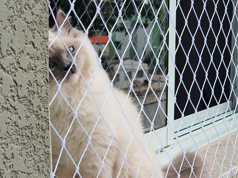 Como Proteger Seu Pet Sem Abrir Mão da Ventilação e da Estética