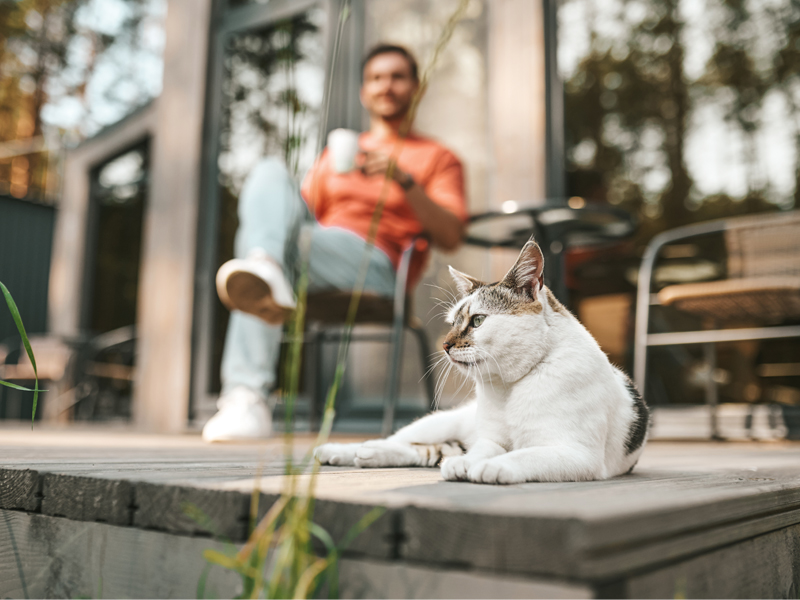 Como deixar sua varanda à prova de gatos?