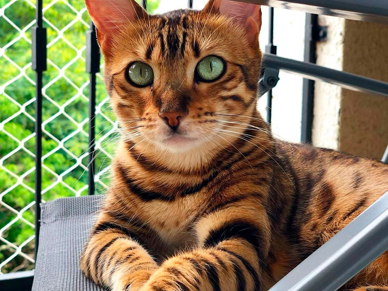 Evite Esses Erros Comuns em Redes de Proteção para Pets e Garanta a Segurança do Seu Melhor Amigo