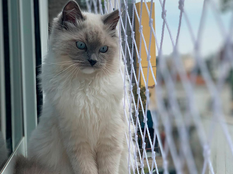 Gatos e Janelas: A Combinação que Pode Ser Fatal Sem a Proteção Adequada