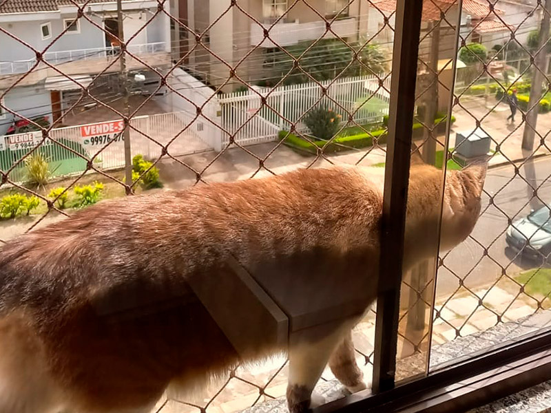 O Que Acontece Quando Você Instala uma Tela de Proteção Errada (e Como Evitar)