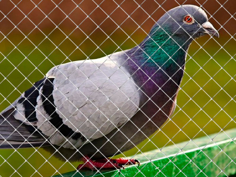 Redes de Proteção anti-pombos: Afastar sem machucar