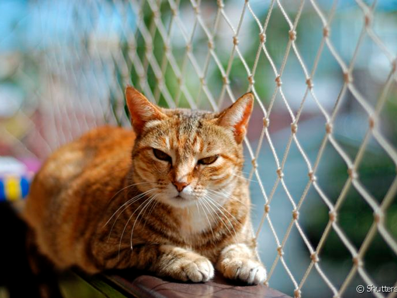 Redes de Proteção para gatos: A segurança do seu bichinho de estimação