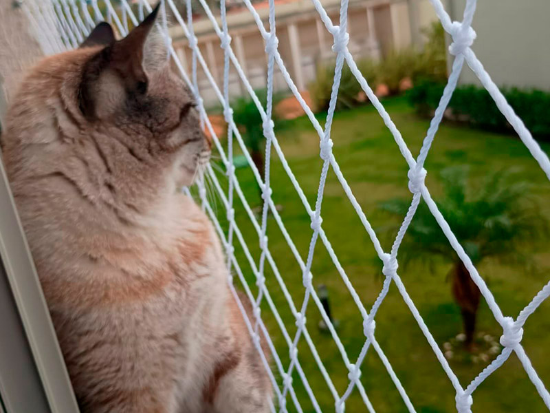 Telas para Gatos em Janelas: Segurança com Ventilação Para Seu Pet Feliz e Protegido