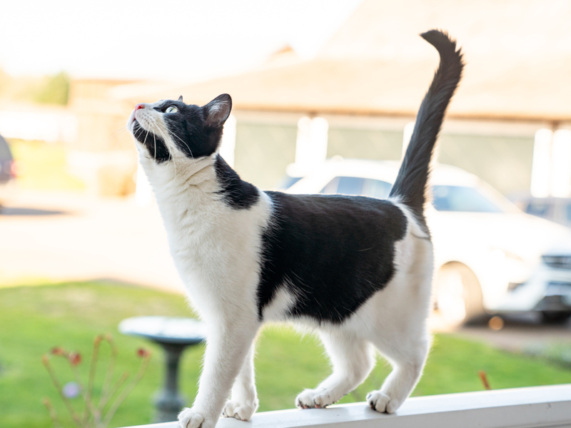 Várias maneiras de fazer prova de gato em uma varanda