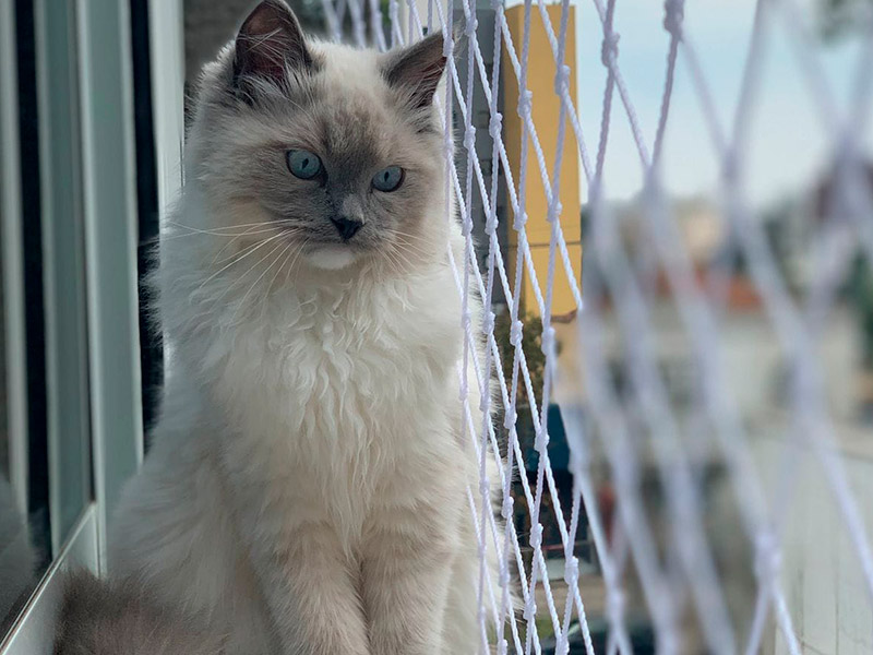 Viver Sem Medo: As Vantagens da Tela de Proteção para Crianças e Animais de Estimação