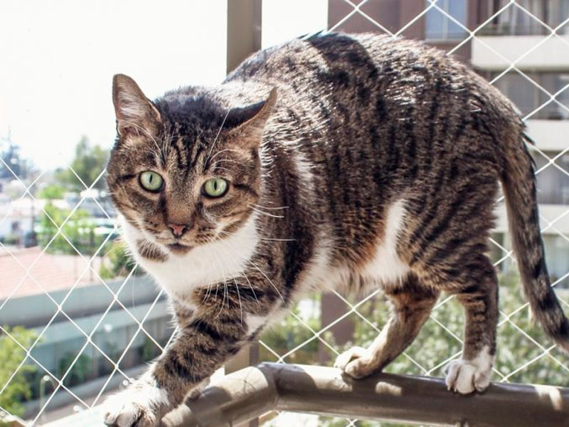 Como Colocar Tela de Proteção para Gatos: Guia Completo