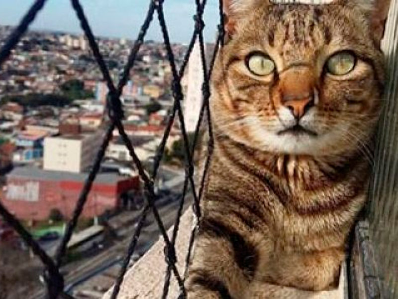 Varandas e terraços são notórios por terríveis quedas de gatos com risco de vida