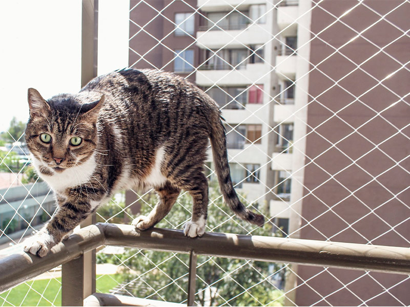 Todos nós queremos que nossas casas sejam refúgios seguros e é particularmente importante priorizar a segurança quando você tem filhos ou animais de estimação.